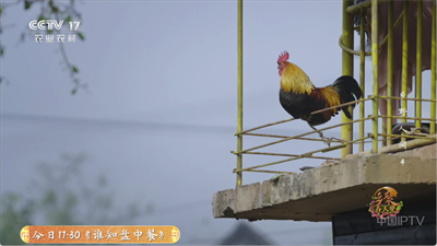 全能看tv截图2