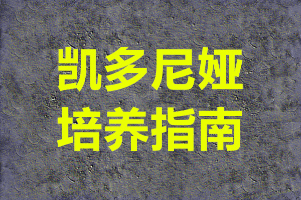 复苏的魔女凯多尼娅培养指南